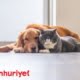 Evde erken yaşta kedi ve köpek beslemek alerji riskini azaltıyor