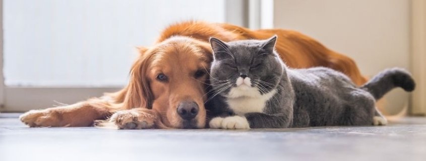 Evde erken yaşta kedi ve köpek beslemek alerji riskini azaltıyor