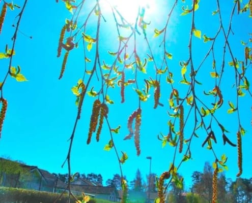 Oral Alerji Sendromu Nedir