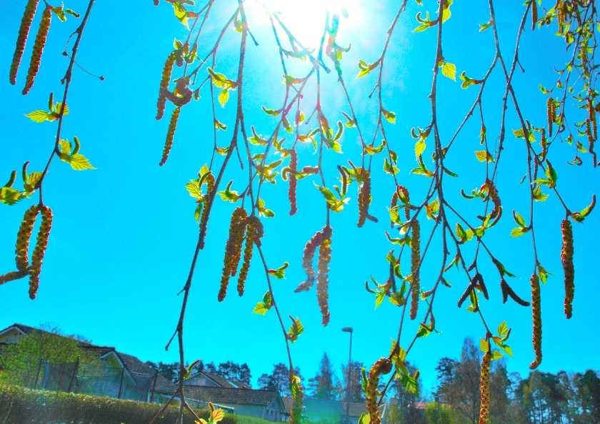 Oral Alerji Sendromu Nedir