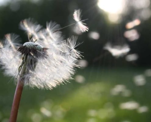 Polen ve Hava Durumu Astımı Etkiler mi