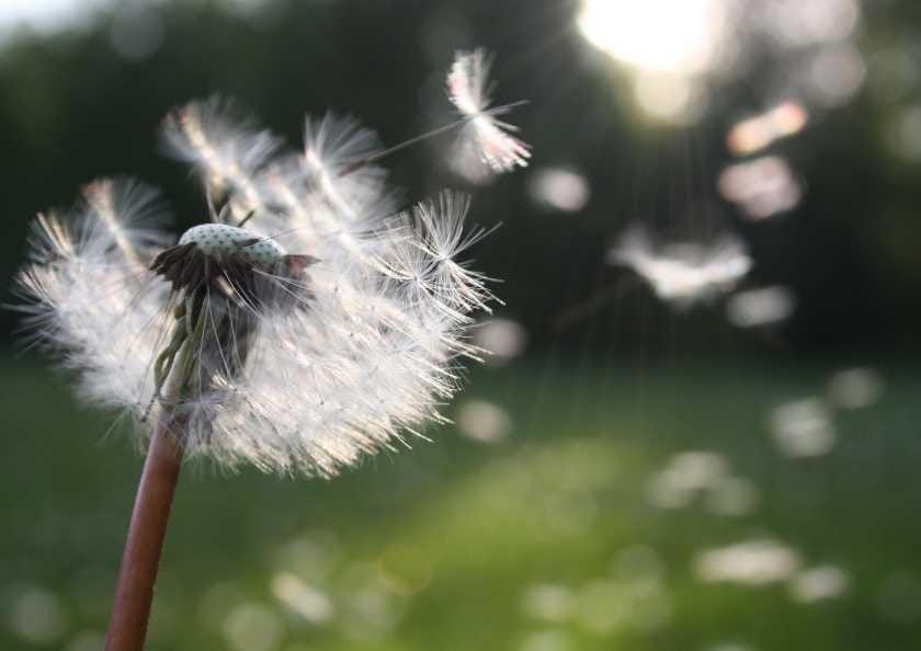 Polen ve Hava Durumu Astımı Etkiler mi